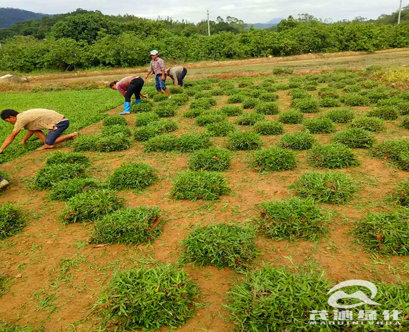 大叶油草卷